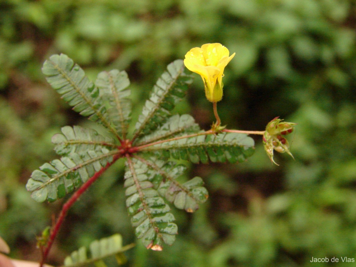 Biophytum proliferum (Arn.) Wight